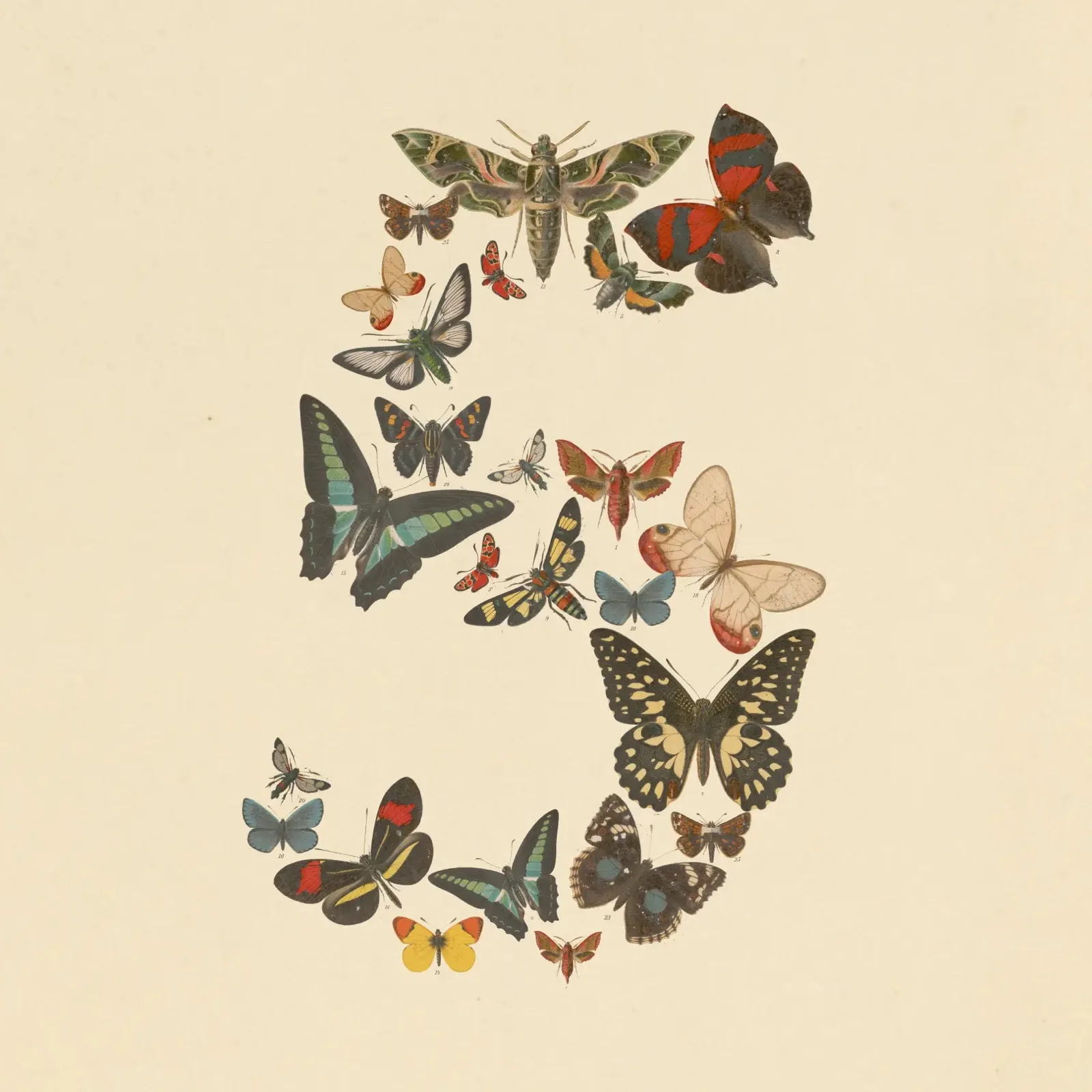 Illustration of moths and butterflies arranged in the shape of a number 5